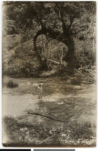 Cleared wood, Ethiopia, 1929