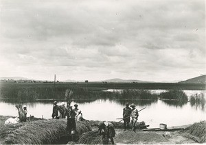 Harvest of the rice in Antananarivo, Madagascar