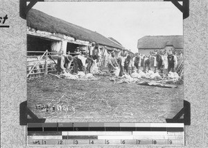 Sheep shearing in Elim, South Africa