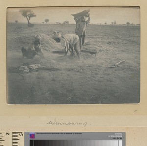 Separating the grain from the chaff, Punjab, Pakistan ca.1890