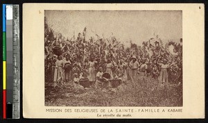 Women harvesting corn, Kabare, Congo, ca.1920-1940