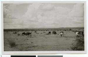 Cattle in the Bushveld, South Africa