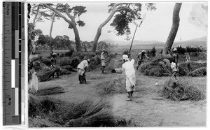 Flailing the rice, Korea, ca. 1920-1940