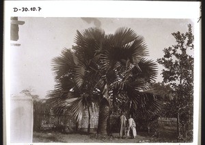 Fan-palm planted by Dr. Fisch
