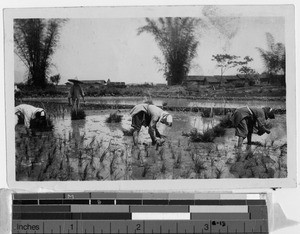 Three women planting rice, Philippines, ca. 1920-1940