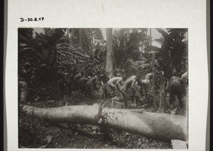 Subjects working for their chief on a young cocoa farm