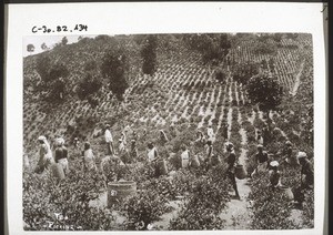 "Tea plantation with workers on the Blue Mountains."