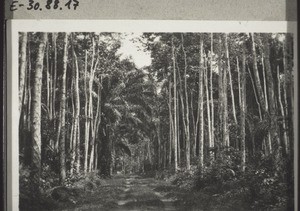 A Plantation of rubber trees in Muyuka