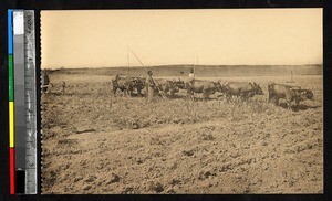 Cattle plowing a field, Kisantu, Congo, ca.1920-1940