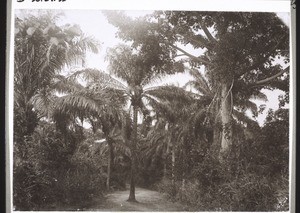 Oil palms by the road