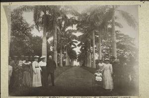 Botanical garden of the sanatorium of the English government. Magnificant avenue lined with royal palms