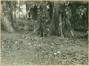 A part of the common grave with remains of bones of the unlucky whose bodies were thrown in this 'apeteseni' 'visit of the vultures'. The English burnt the pieces of these bones during several days. - One can still distinguish one or two skulls