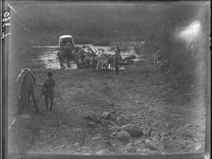 Crossing a river, Transvaal, South Africa, ca. 1901-1907