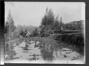 Traversing terraced rice fields, Sichuan, China, ca.1900-1920