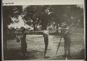 Cameroonian fishermen with their catch in Bell Town