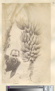 Bananas growing, Anatom, ca. 1890