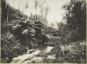 Jungle scene