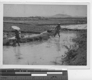 Irrigation at Wuzhou, China, 1947