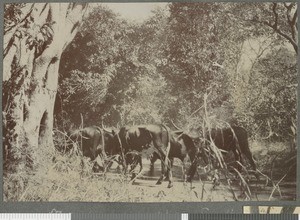 Meat supply, Cabo Delgado, Mozambique, April-July 1918