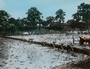 Rice fields are ploughed and embankments are repaired