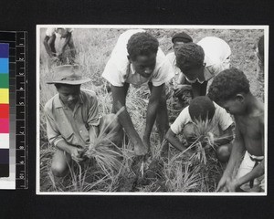 Rice planting, Madagascar, 1957