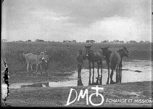 African boy with mules and donkeys, Matutwini, Mozambique, ca. 1896-1911