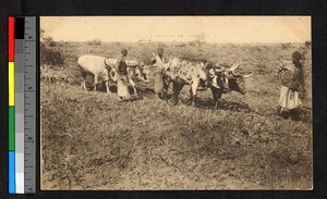 Cattle pulling a plow, Congo, ca.1920-1940