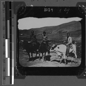 Oxen riding, South Africa East