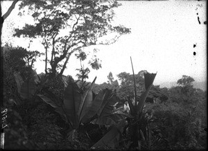 Wild banana trees, Lemana, Limpopo, South Africa, ca. 1906-1907