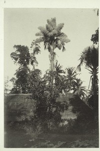 Blooming umbrella palm