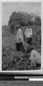 Orphan girls harvesting crops, Loting, China, ca. 1930