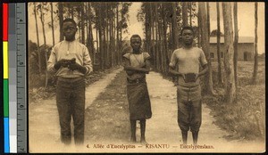 Three boys standing on a eucalyptus-lined lane, Kisantu, Congo, ca.1920-1940