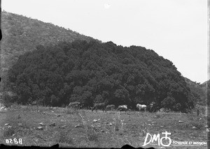 Cart in Wonderboom, Pretoria, South Africa, ca. 1896-1911