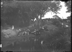 Herd of cattle, Antioka, Mozambique, ca. 1901-1907