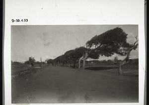 A street lined with tamarind trees between Christiansborg and Accra