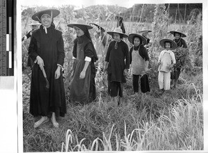 Immaculate Heart Sisters harvesting beans, Jiangmen, China, ca. 1947