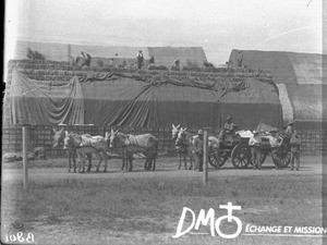 Fodder for the army, Pretoria, South Africa, 1901