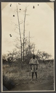 Birds' nests in the steppe, Tanzania