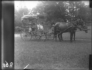 Woman of European origin on a cart, Limpopo, South Africa, ca. 1892-1901