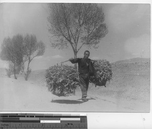 A man carries fuel to his home at Fushun, China, 1937