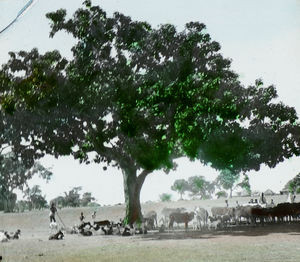 Cattles under a big mahua tree