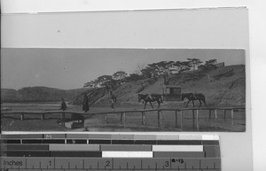 Horses carry sedan across bridge at Shangtung, China, 1916