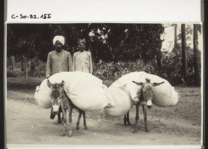 Washerman with his assistant and two donkeys