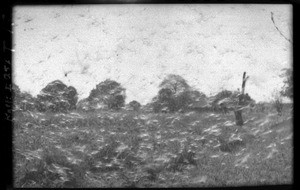 Grasshopper swarm, Mozambique, ca. 1933-1939