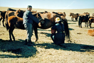 Country life in Mongolia. Milking of a mare