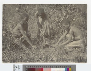 Catching field mice, Malawi, ca.1910