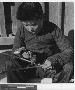 A boy feeding birds in China, ca.1946