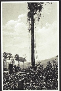 Ein Eisenholzbaum wird geschlagen