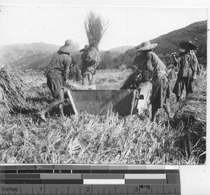 The Chinese at work threshing at Wuzhou, China, 1947