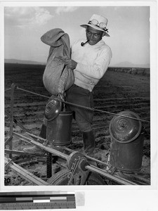 Farmer sowing peas at Tule Lake Relocation Camp, Newell, California, July 1942